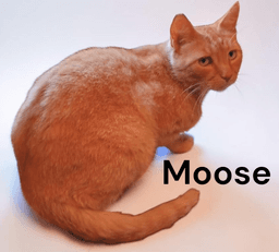 Moose image 2
