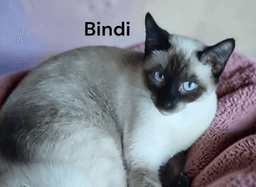 Bindi image 1