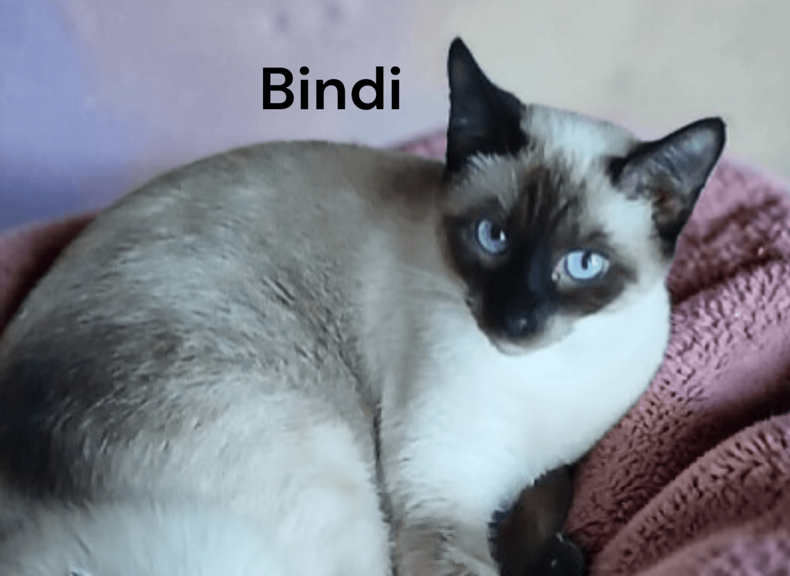 Bindi - Siamese