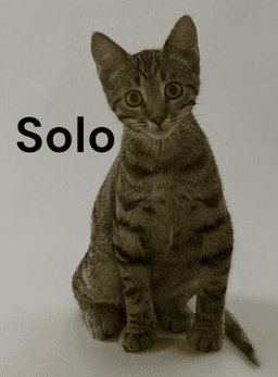 Solo image 1