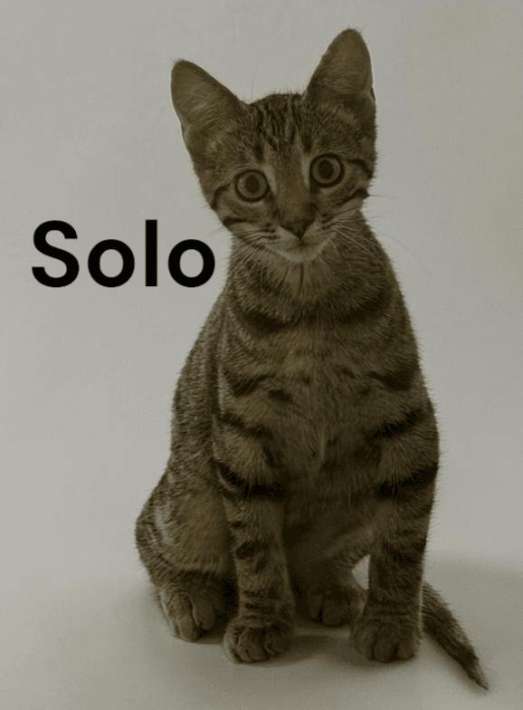 Solo - Tabby
