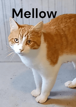 Mellow image 1