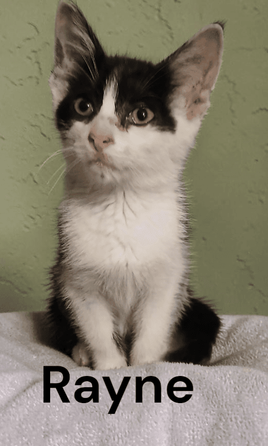 Rayne - Domestic Medium Hair