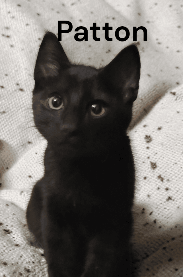 Patton - Domestic Short Hair