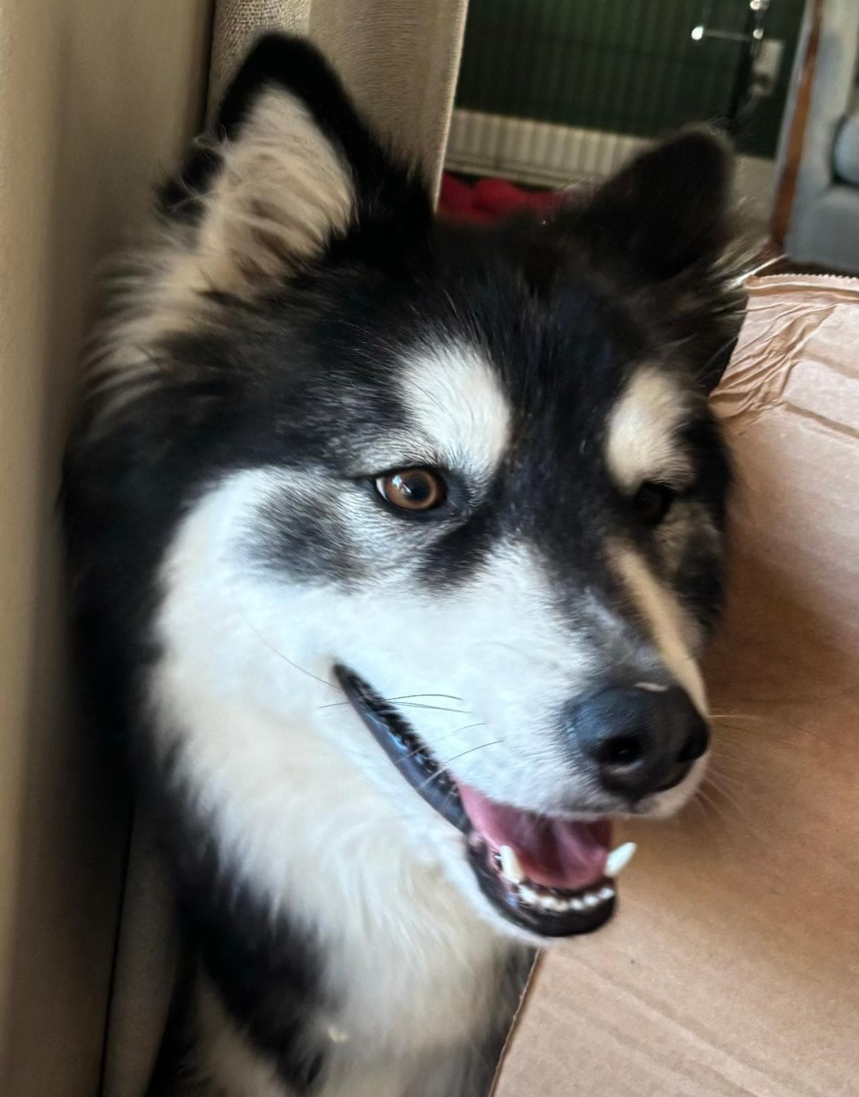 Ember - Siberian Husky