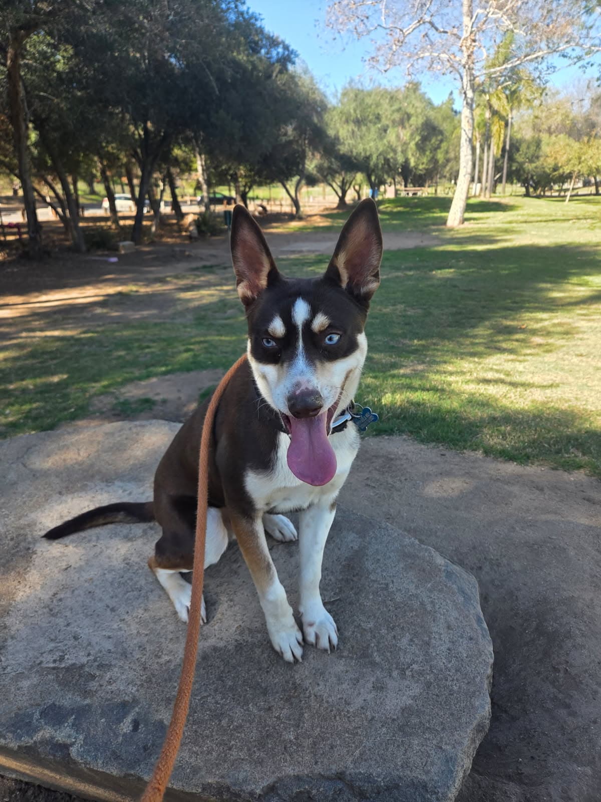 Kane - Australian Kelpie