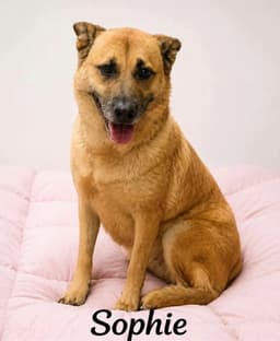 Sophie image 2