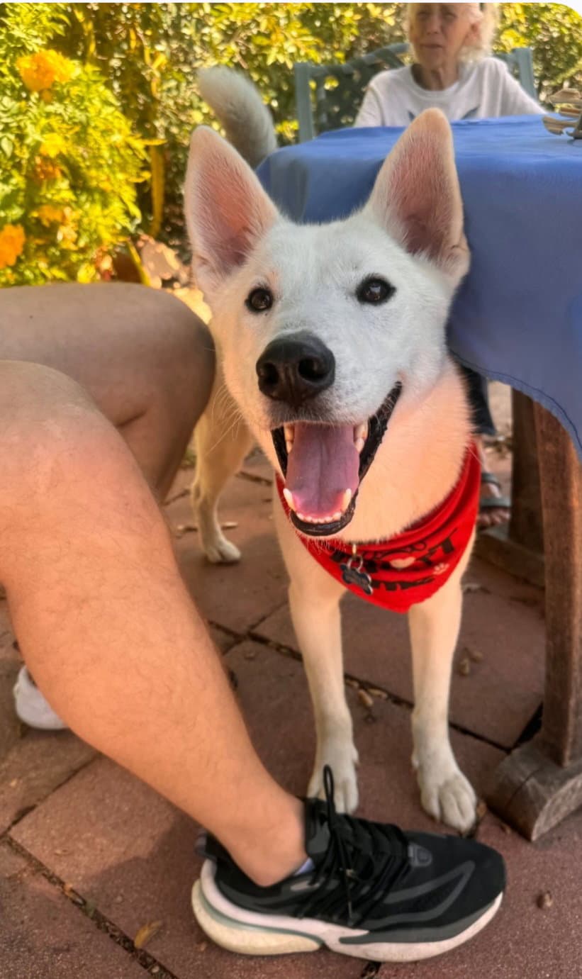 Jake - Husky