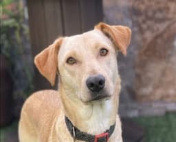 Suni image 1