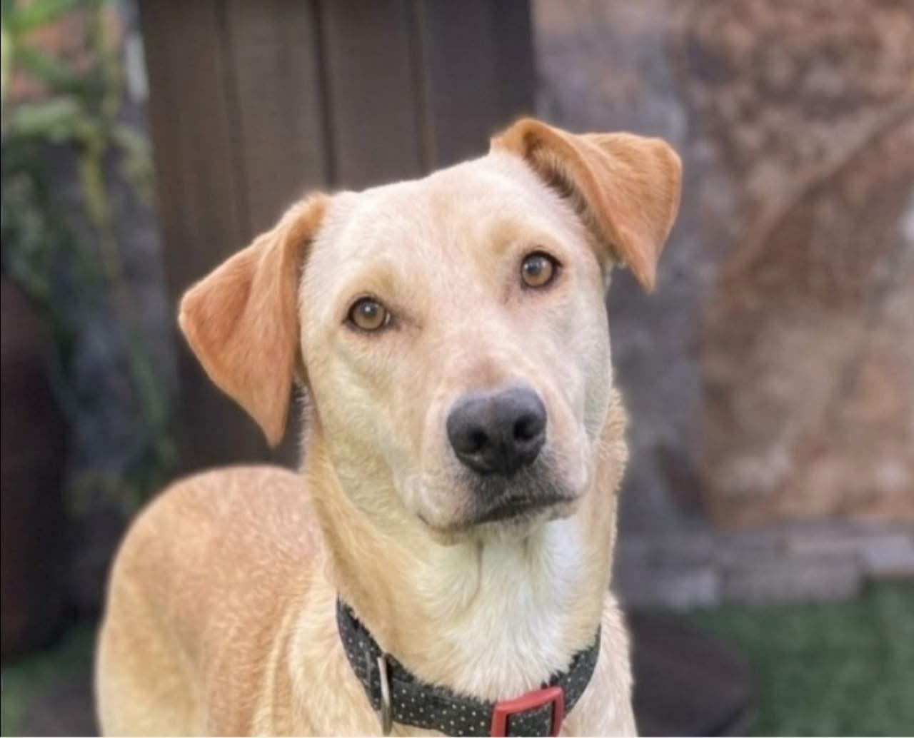Suni - Golden Retriever