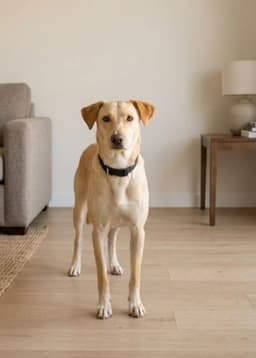 Suni image 2