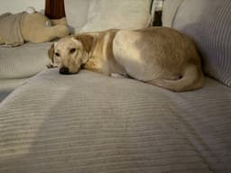 Suni image 3