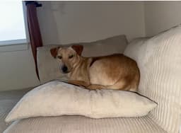 Suni image 4