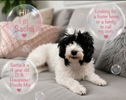 Sacha image 1