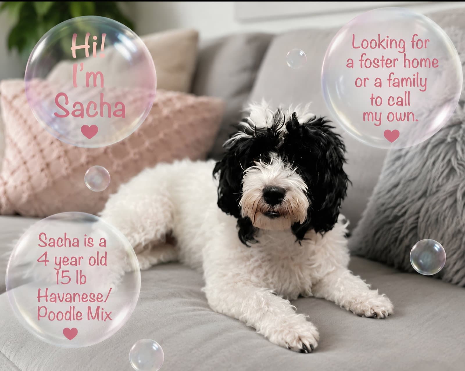 Sacha - Havanese