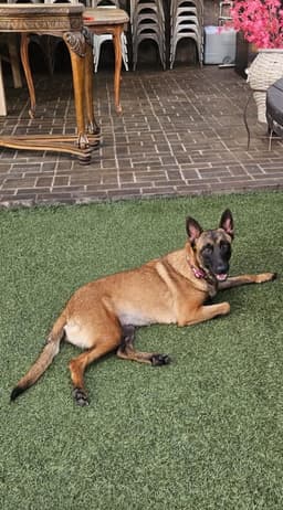 Sheba image 1