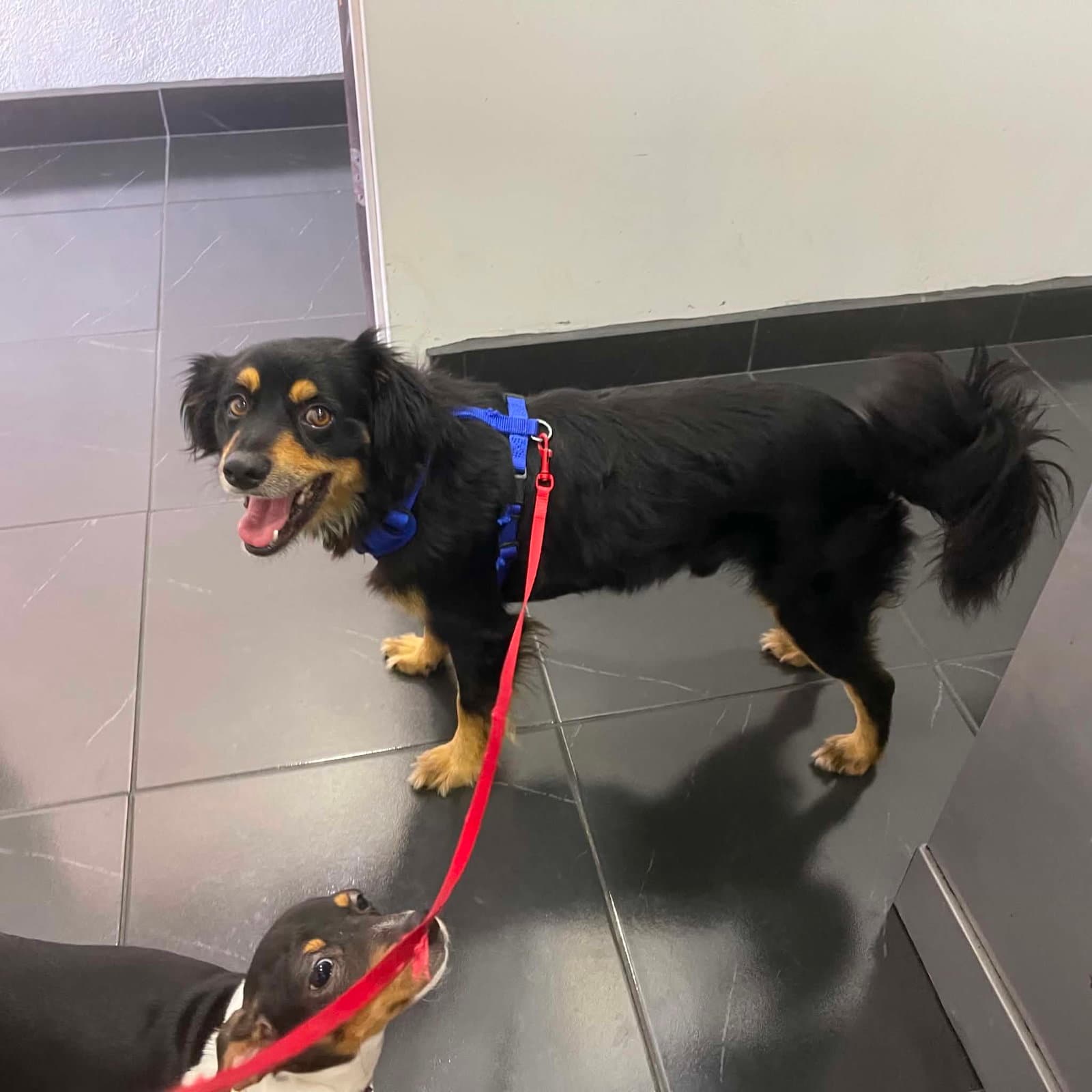 Rocky - Cocker Spaniel