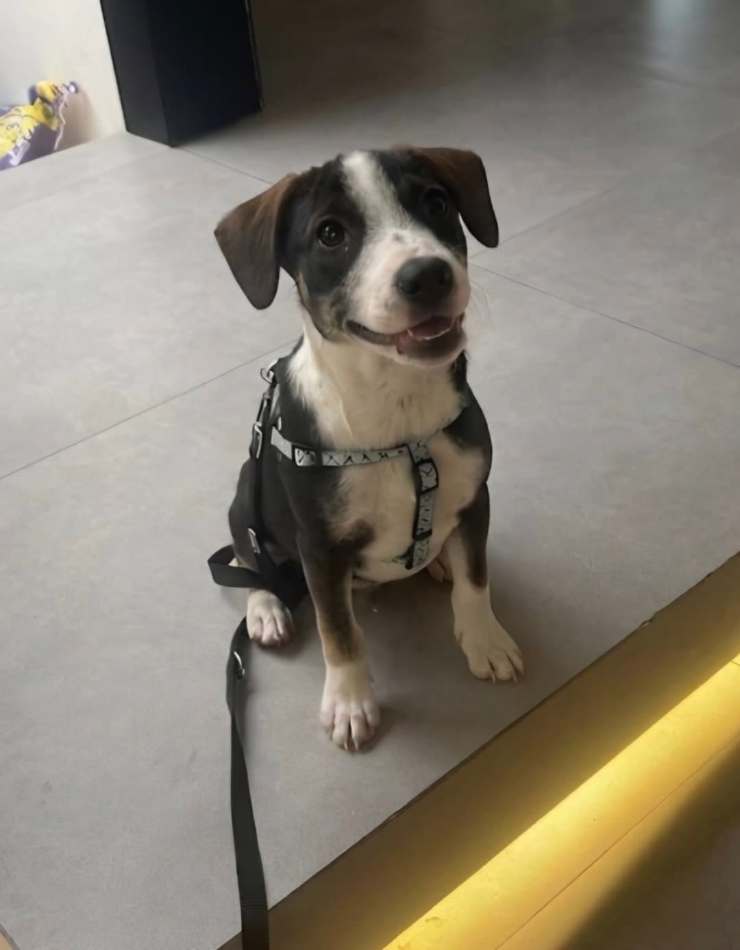 Patch - Beagle