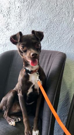 Bella image 1
