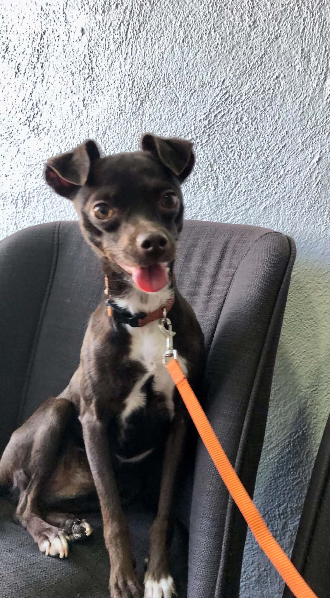 Bella - Miniature Pinscher