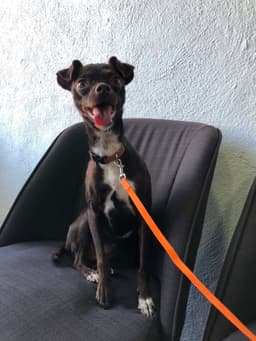 Bella image 2