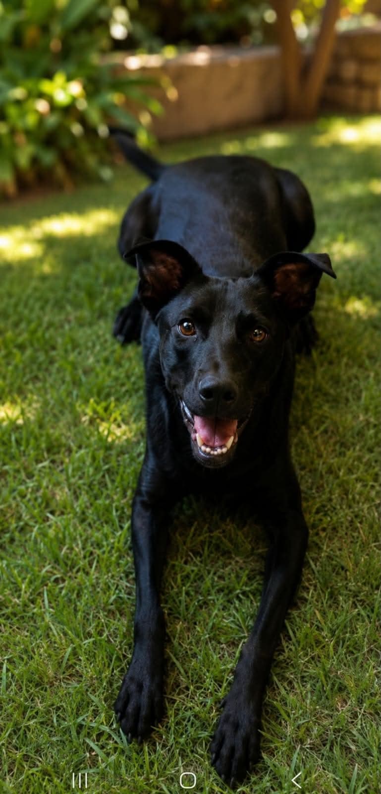 Noah - Black Labrador Retriever