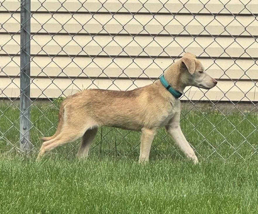 Tilly - Labrador Retriever