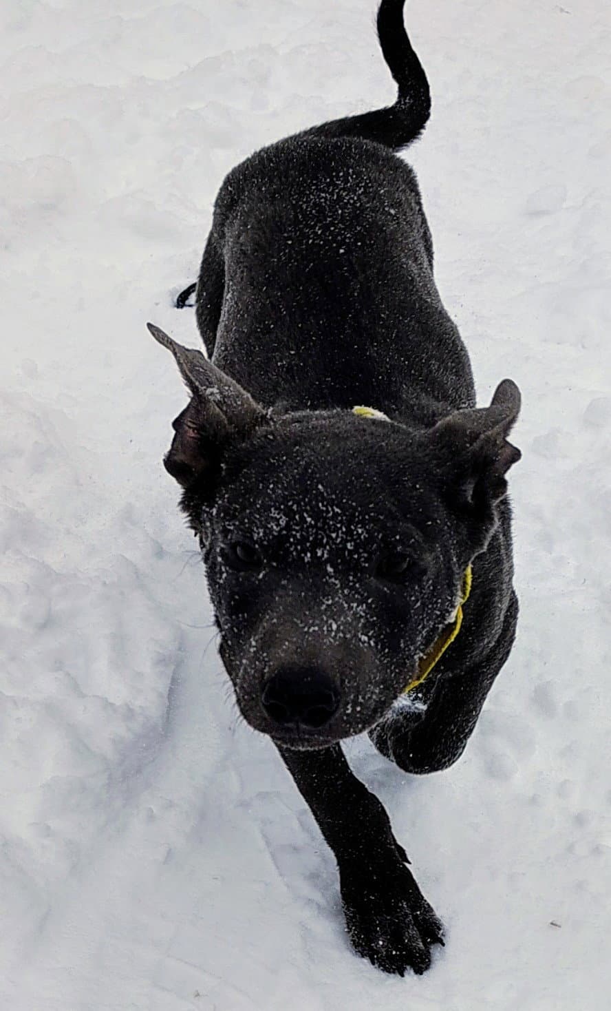 Rocky - Shepherd