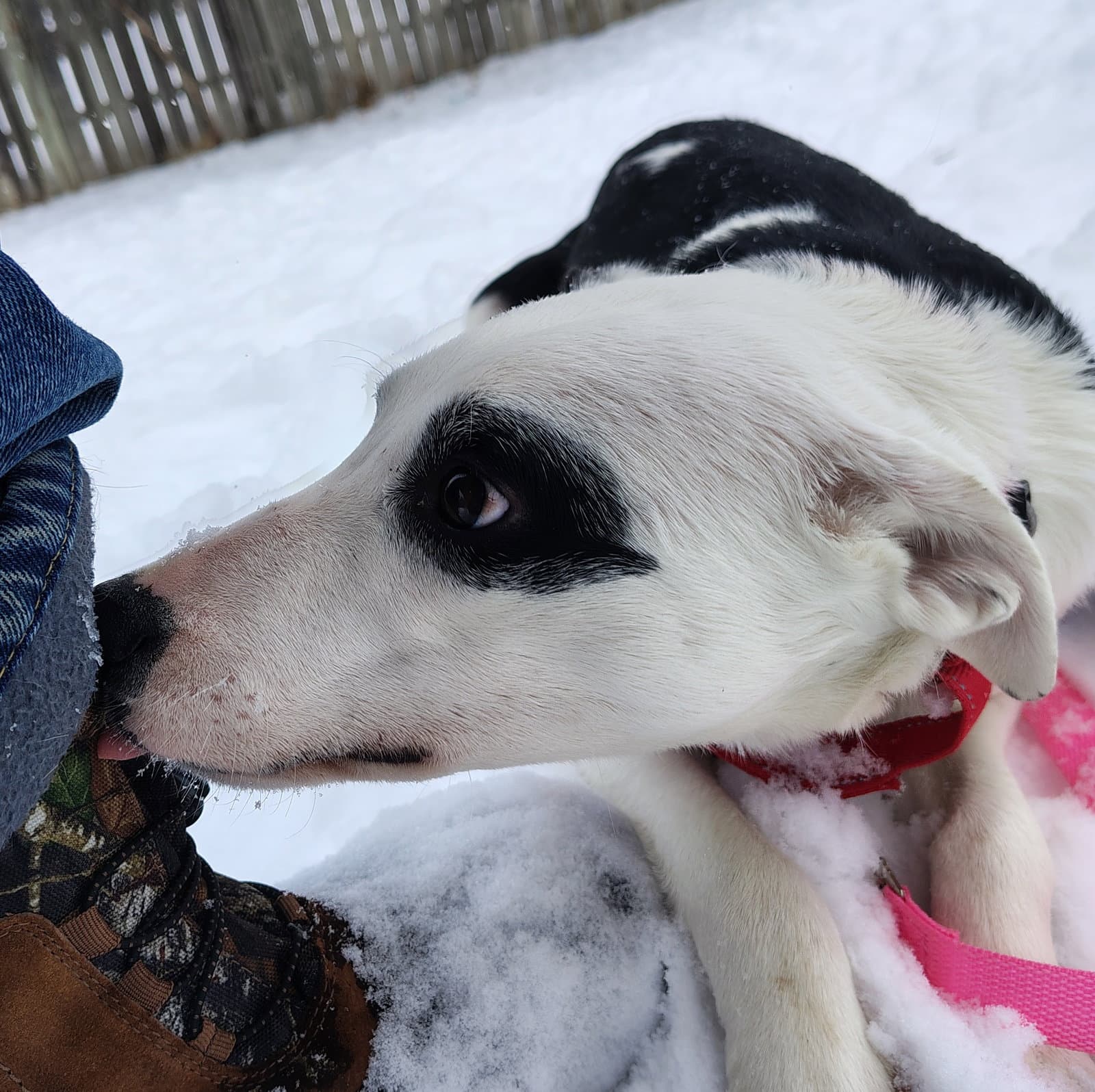Daisy - Border Collie