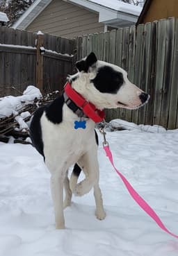 Daisy image 2