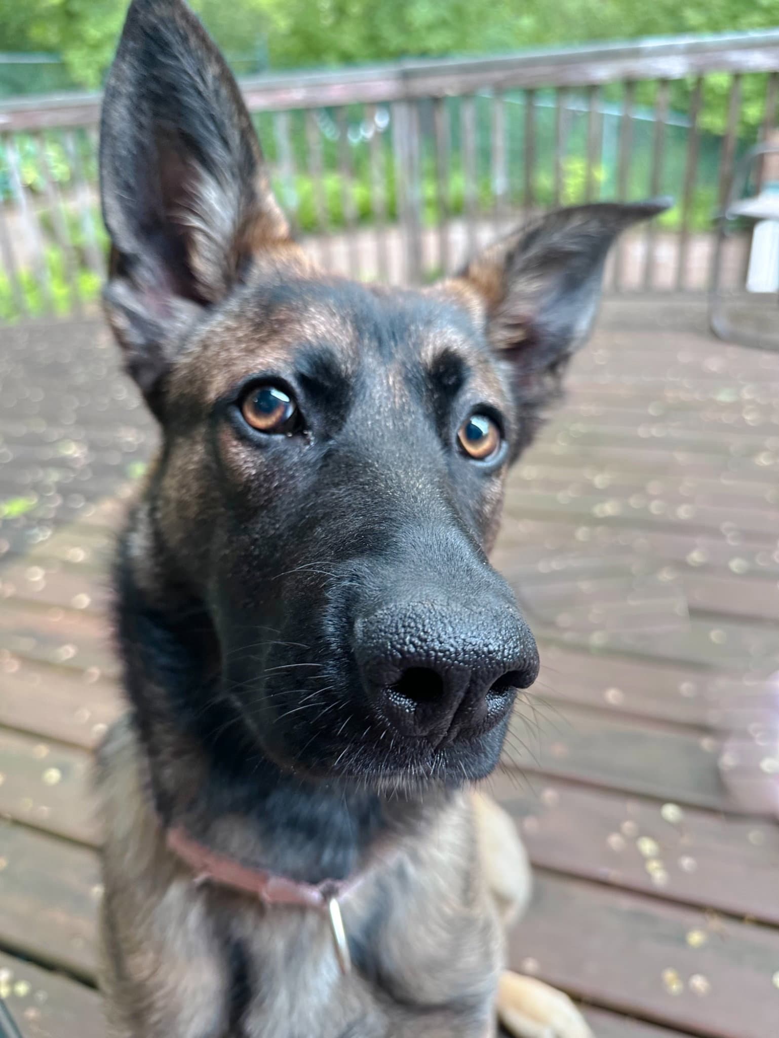 Liesel - Shepherd