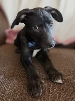 Oreo image 2