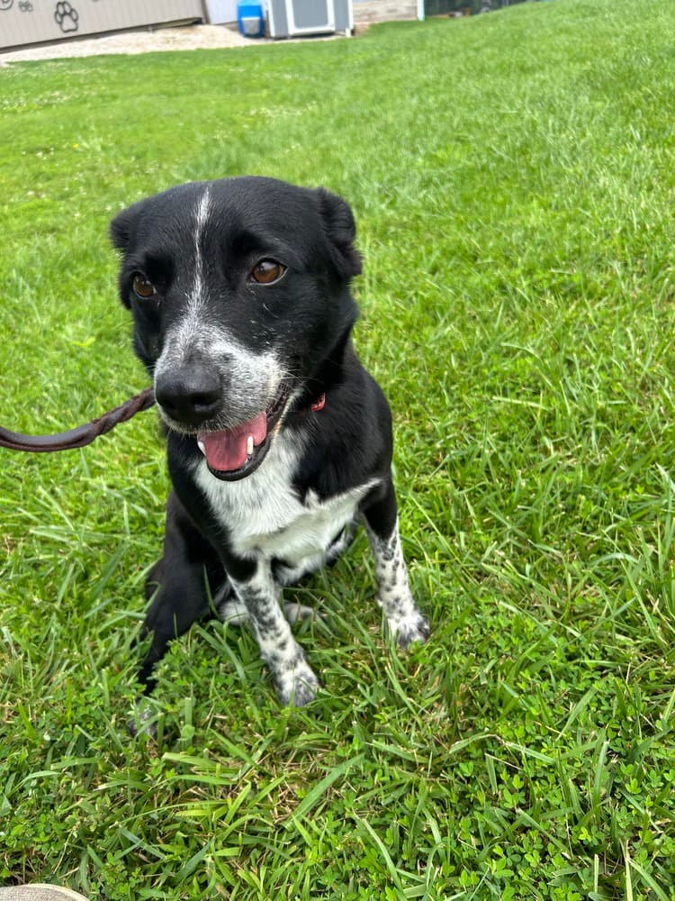 Cora - Australian Cattle Dog/Blue Heeler