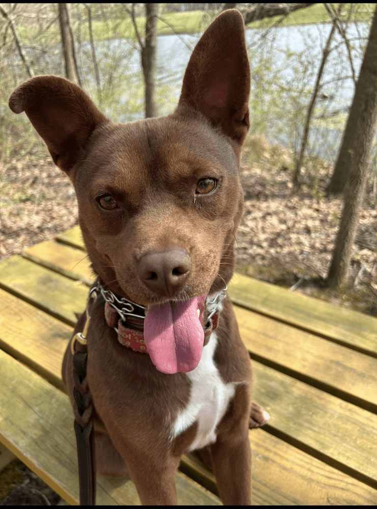Dalton - Pit Bull Terrier