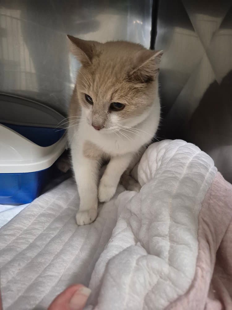Veronica - Domestic Short Hair