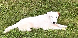 Wishbone image 2