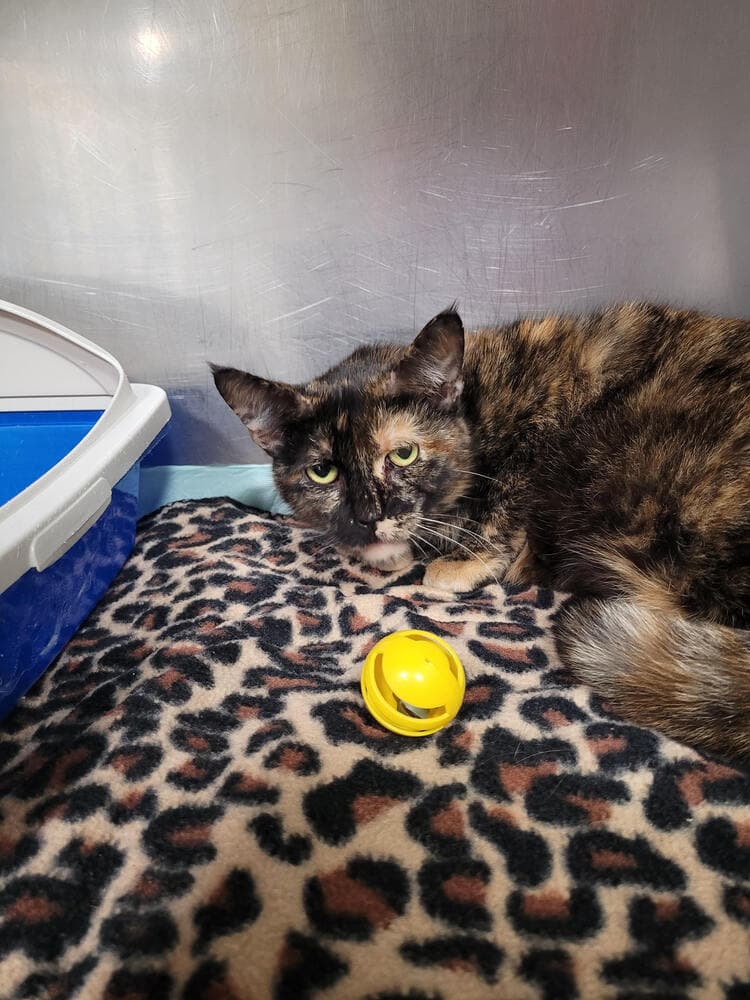 Tortelini - Domestic Short Hair