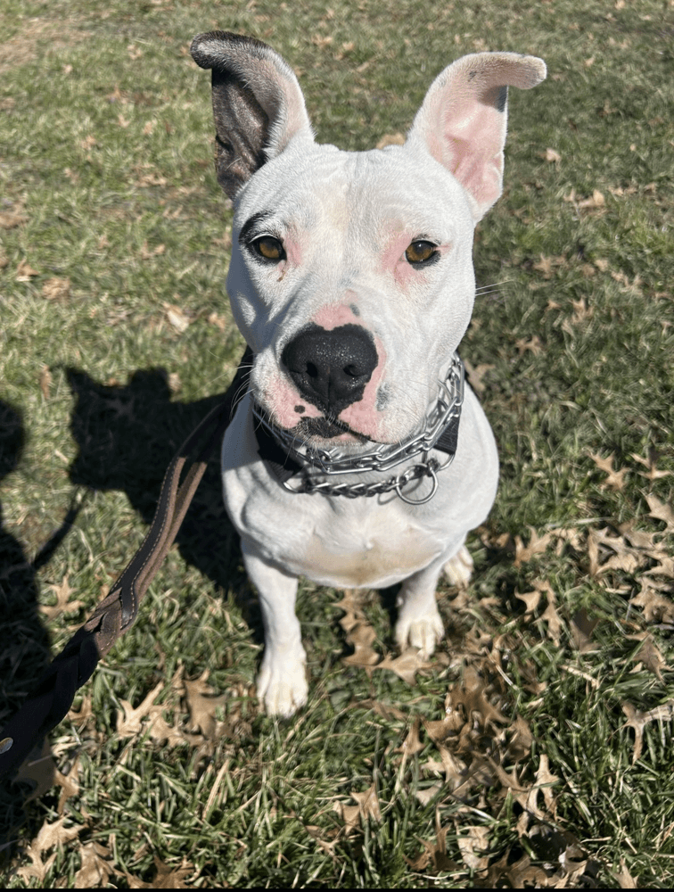 Ruby - Pit Bull Terrier