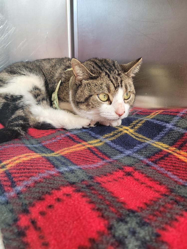 Gabrielle - Domestic Short Hair