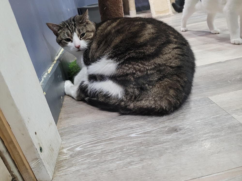 Gabrielle - Domestic Short Hair