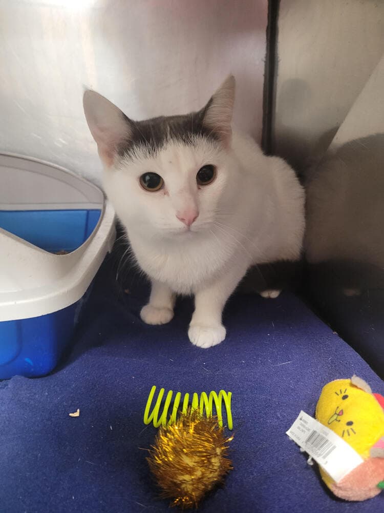 Niko - Domestic Short Hair