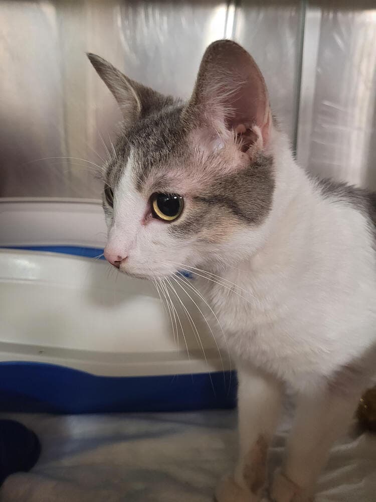 Adley - Domestic Short Hair