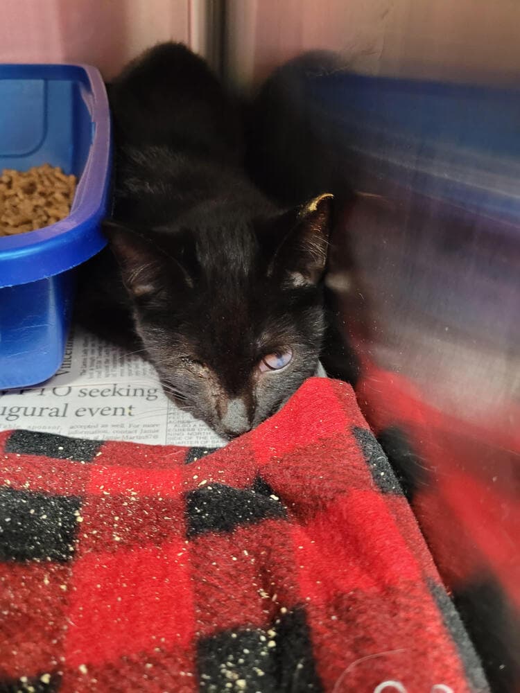 Saja - Domestic Short Hair