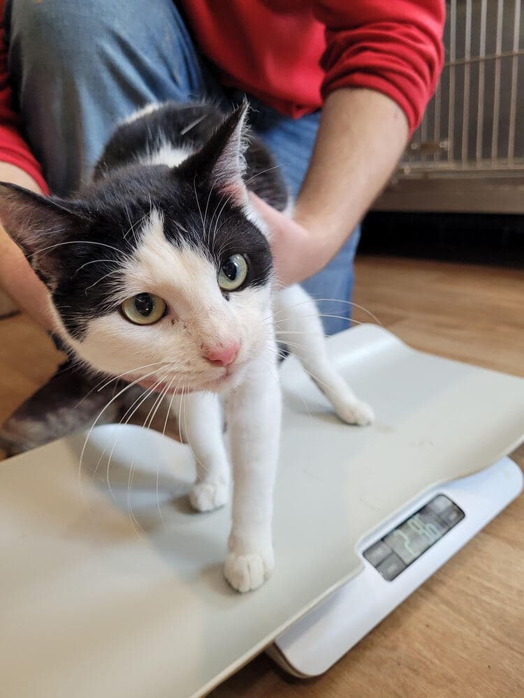 Catalina - Domestic Short Hair