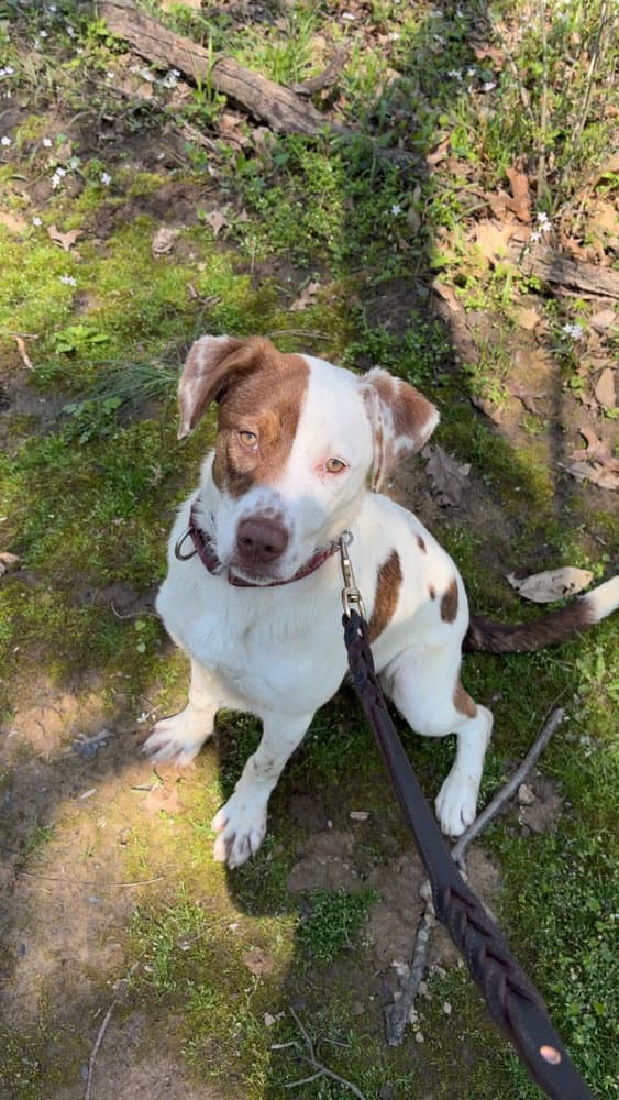 Opal - Pit Bull Terrier