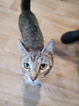 Tilly image 1