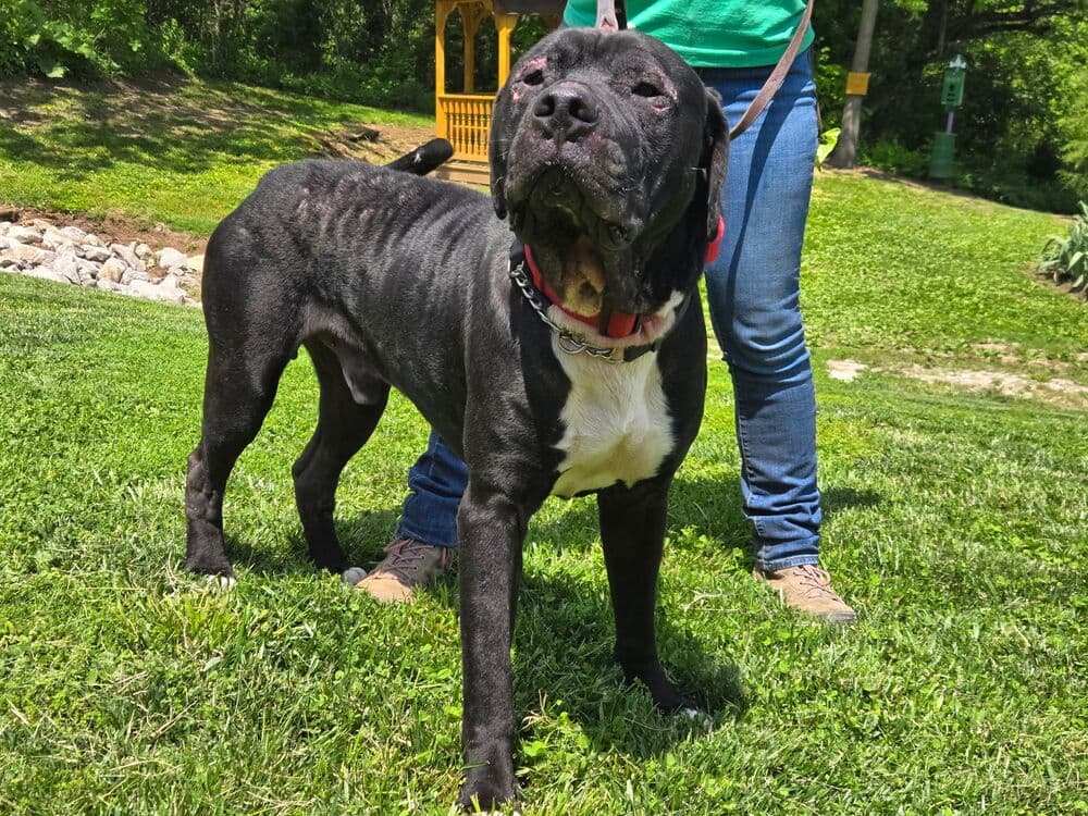 Teddy Bear - Cane Corso Mastiff