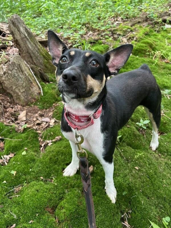 Roxie - Rat Terrier