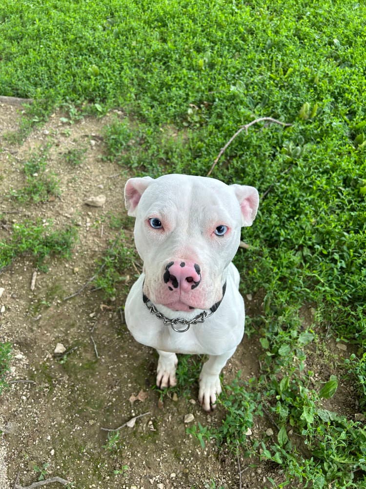 Periwinkle - Pit Bull Terrier