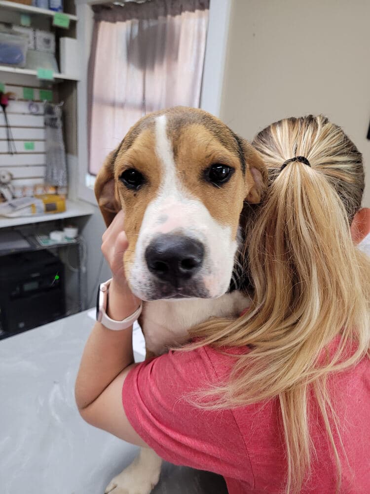 Farley - Hound